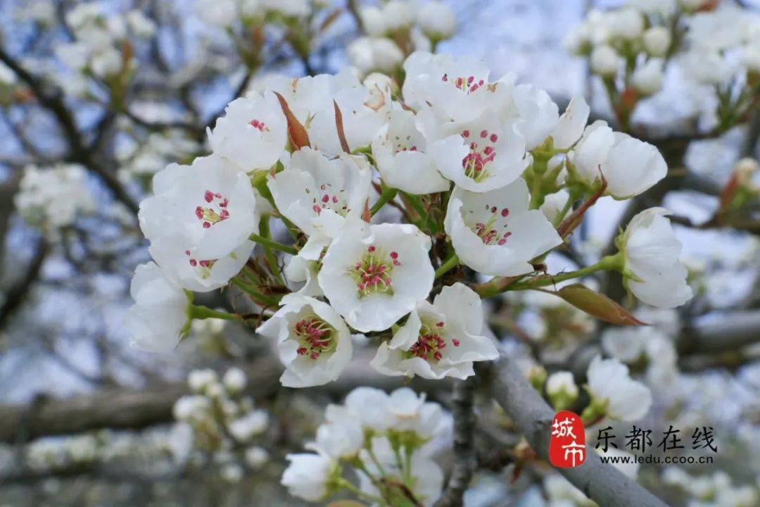 奔走相告梨花节时间定啦一场梨花雪惊艳乐都整个春天
