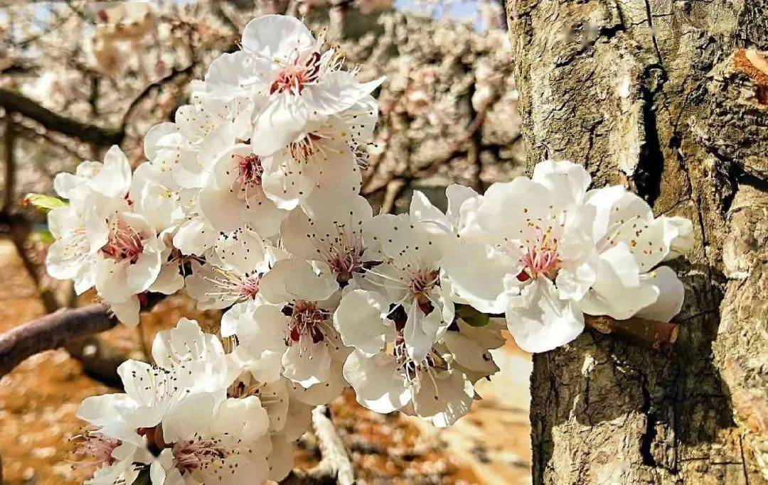 每年4月是孤山杏梅开花的季节,2018年,2019年孤山镇分别成功举办了