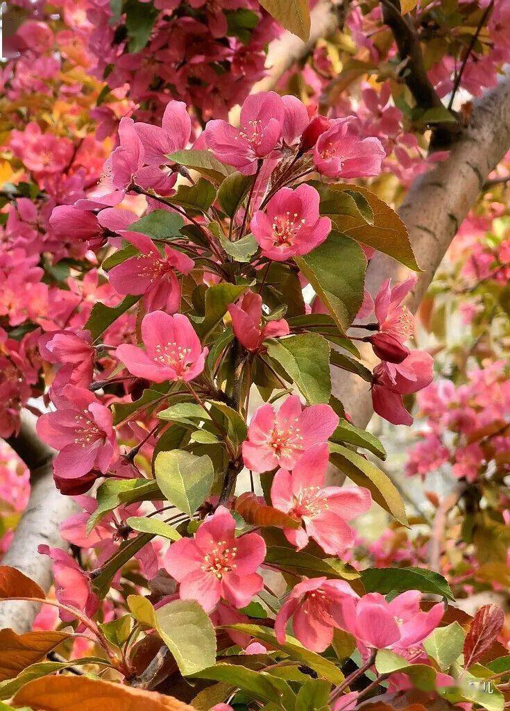 符合海棠气质海棠素有花中神仙 花贵妃之美称——临江