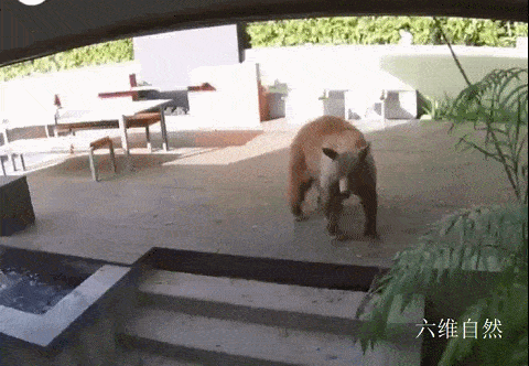 一头小棕熊闯入美一居民家寻食物,可一听到狗吠就被吓