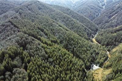 董鸿儒:把荒山变林海 诠释"两山"理念_苏木
