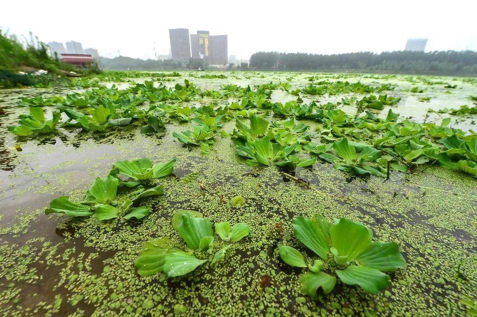 防范外来生物入侵建设美丽生态家园