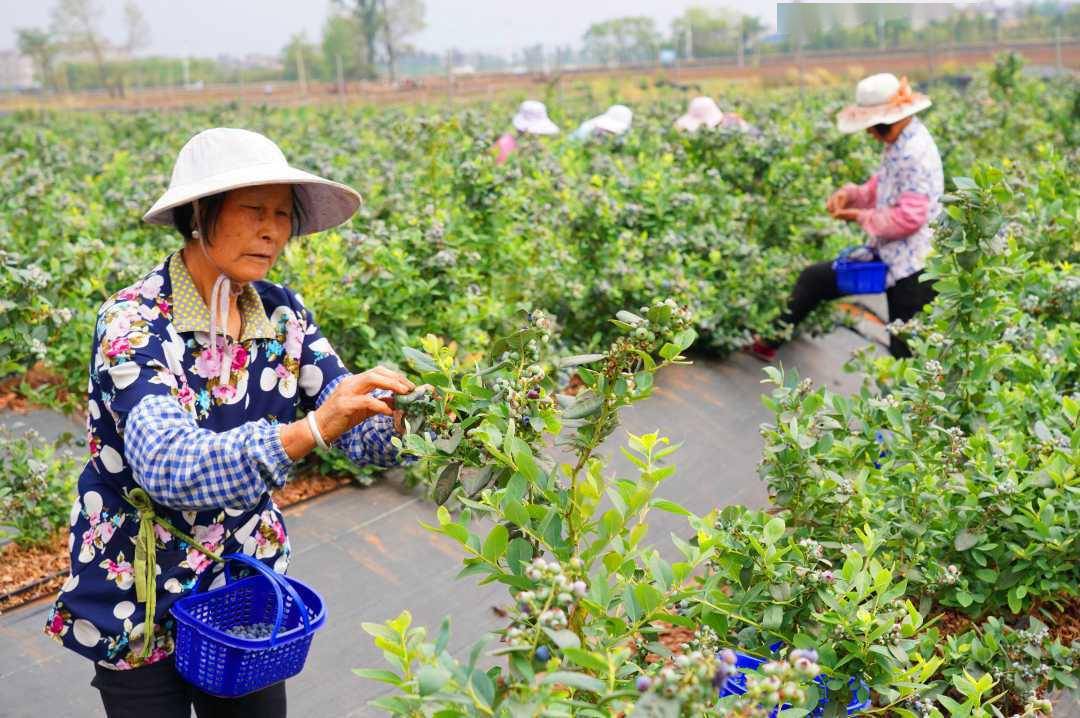 云南澄江:反季蓝莓助增收