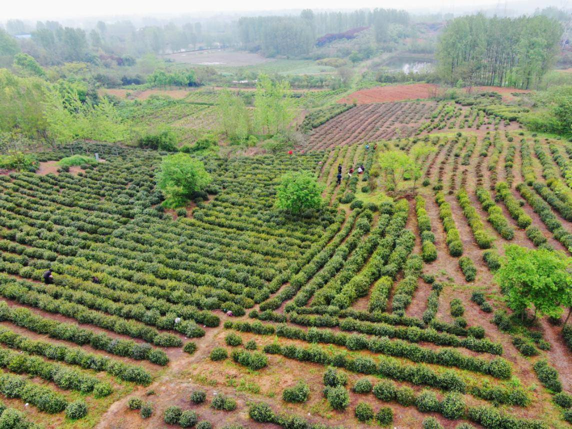 肥西铭传乡:茶绿百亩荒山 富了一方百姓