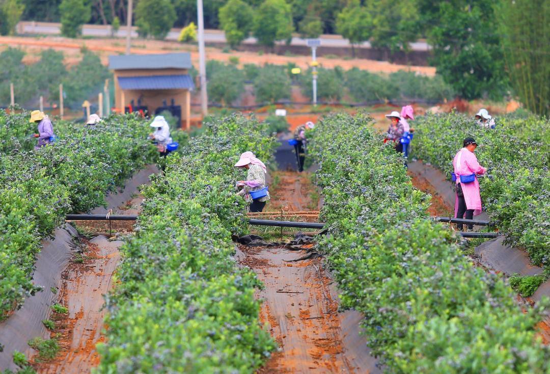4月11日,村民在云南省澄江市龙街镇蓝莓种植基地采摘蓝莓.