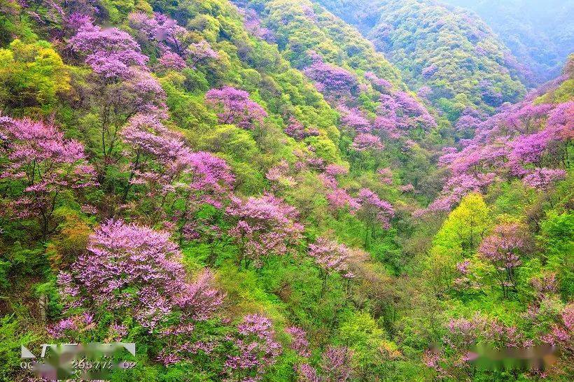 ◣九岳视界◥秦岭一年一场紫荆花盛宴