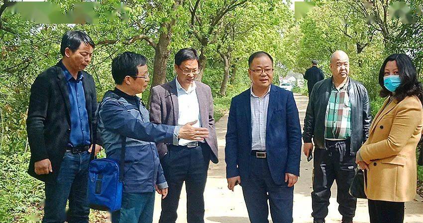 市文旅体局局长伍建强陪同叶国庆,张泽国等赴孔城镇 调查 文化遗产