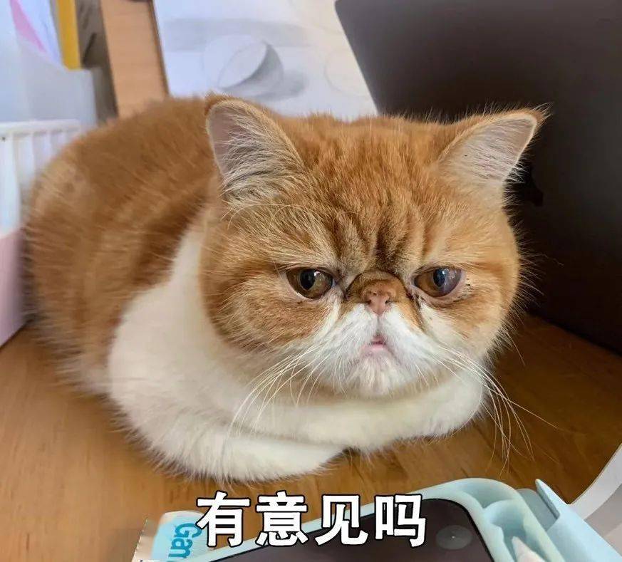 猫猫为什么总爱揣手手?|lens夜话