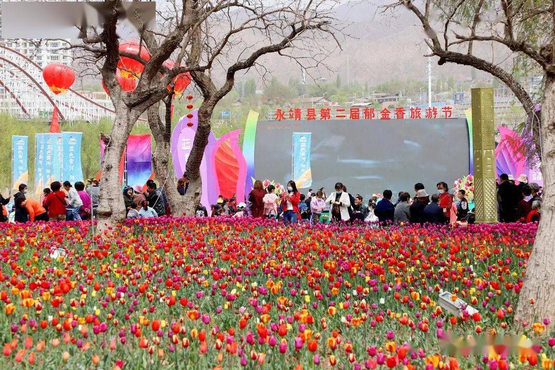 "郁金香旅游节"激活永靖"美丽经济"