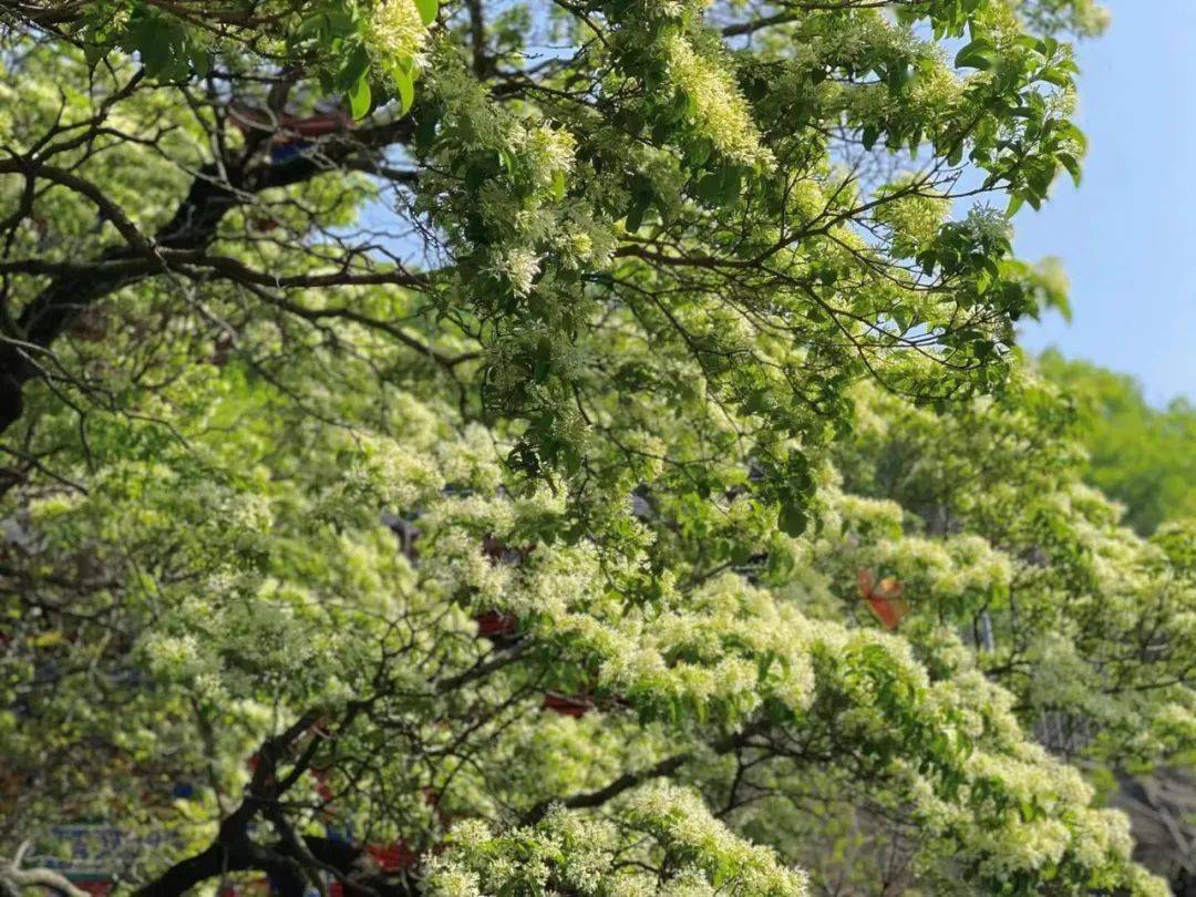 连云港八百岁古树开花了!