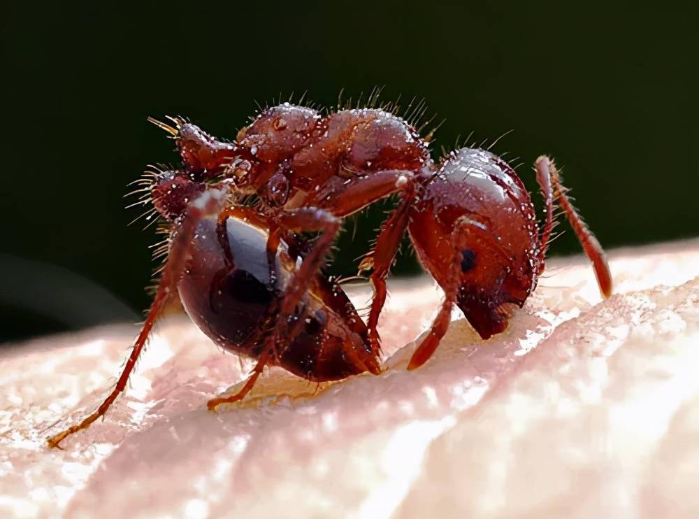 不像蜜蜂蜇人后会死亡,红火蚁不死,会 一口气叮蜇多次,而且每次叮蜇时