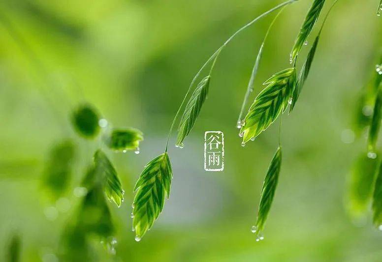 今日谷雨,问候!