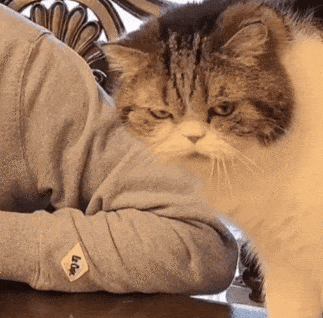 464_458gif 动态图 动图