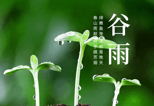 "谷雨收寒,茶烟飏晓