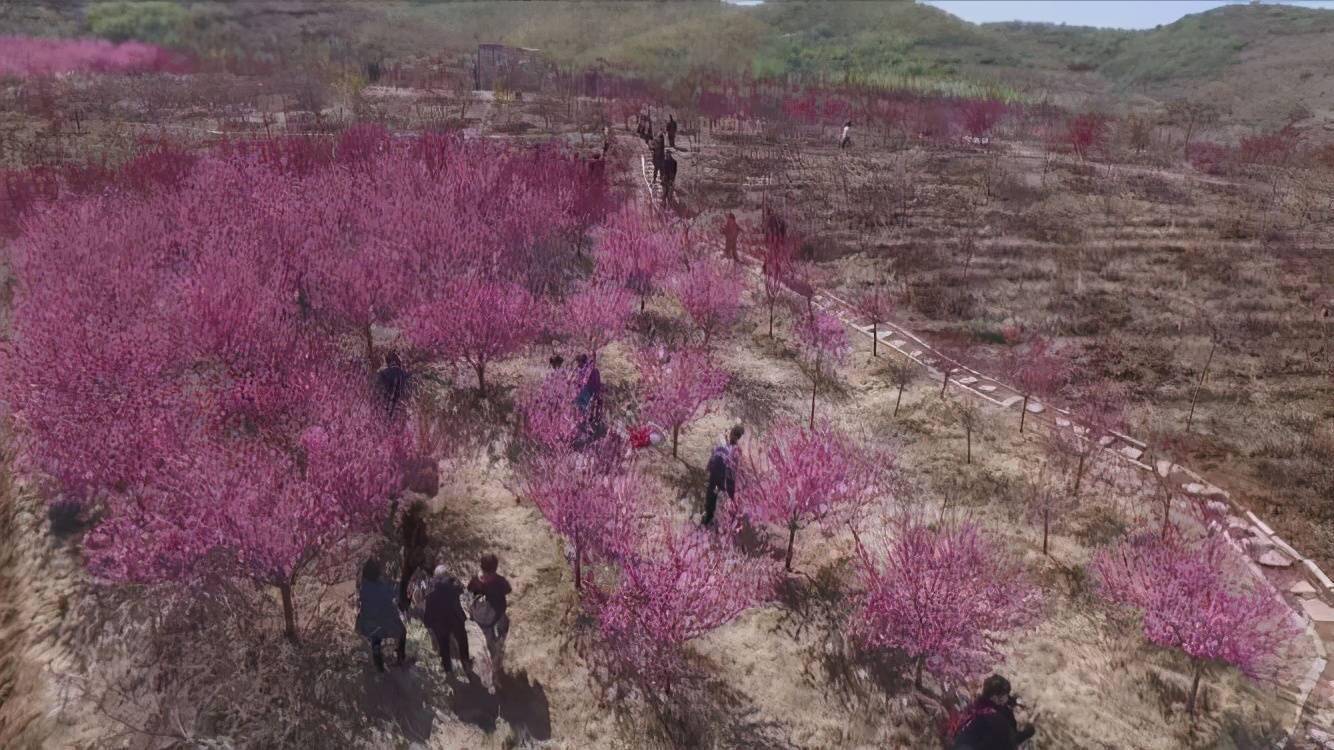 盖州芙蓉山景区:万亩樱花竞相绽放 成网红打卡地