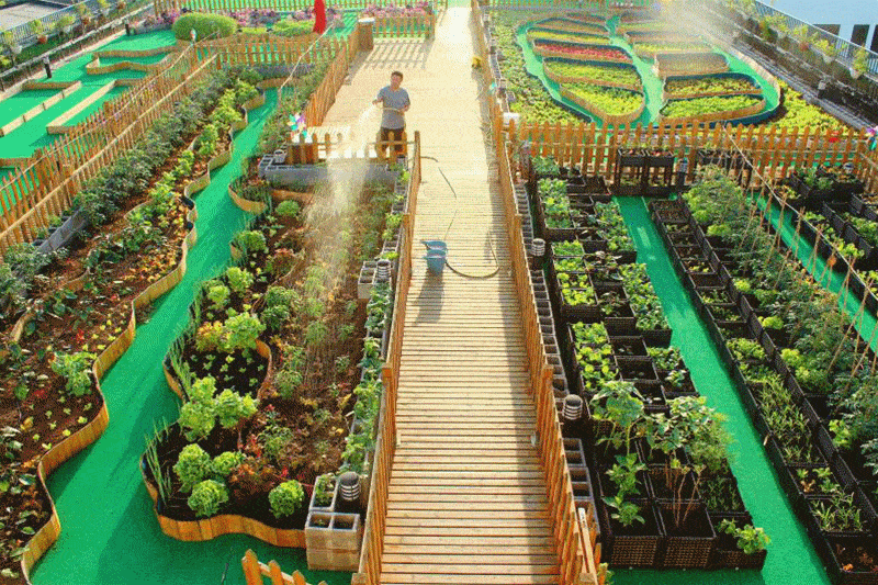 种子:应季果蔬  春播地址:宝山区真大路520号升park产业园2号楼601