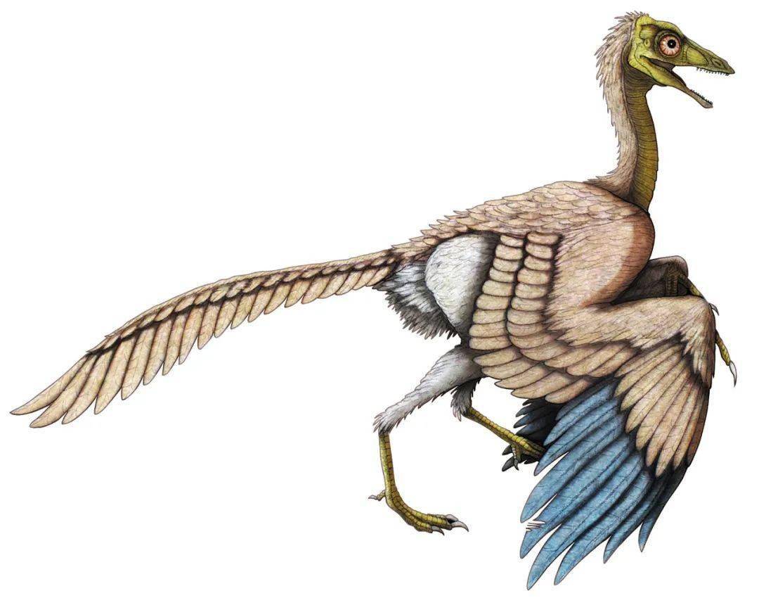 会飞的恐龙不是翼龙吗?_始祖鸟