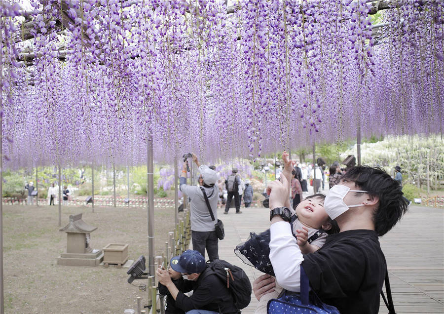 日本紫藤花开引游客驻足