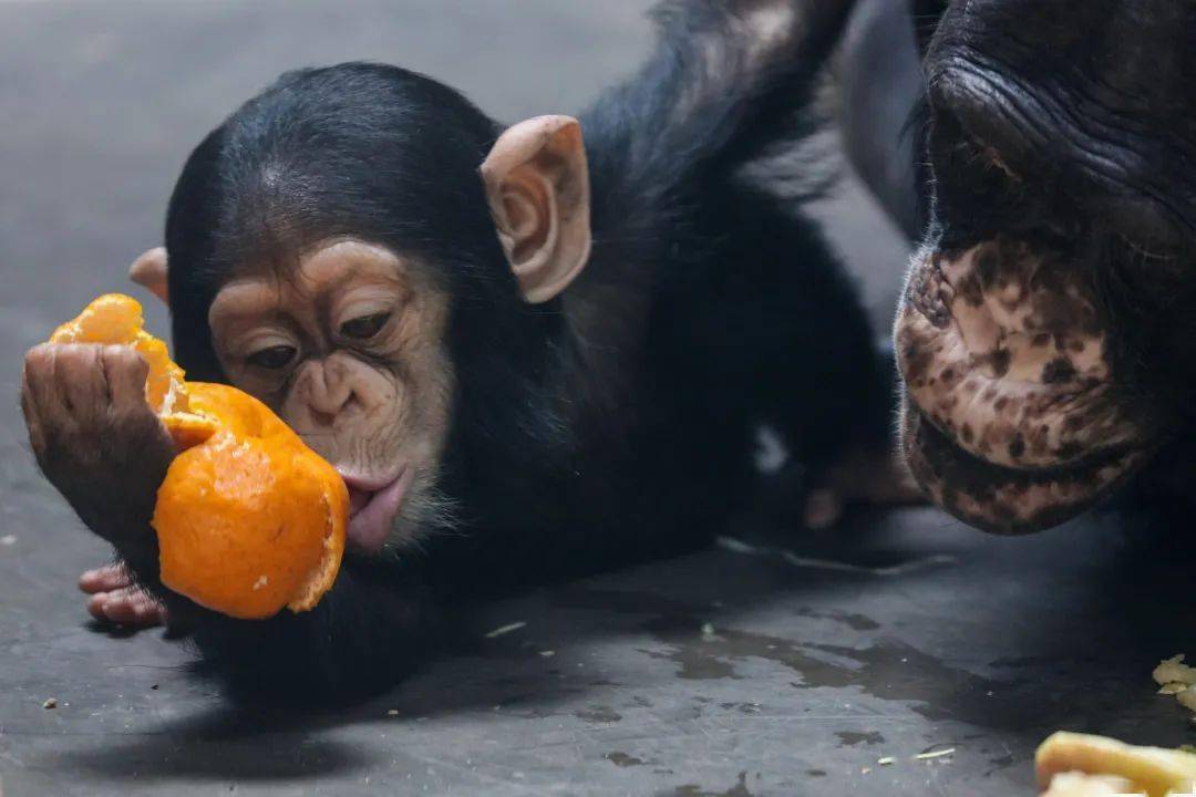 黑猩猩宝宝也喜欢吃水果,简直萌翻啦!