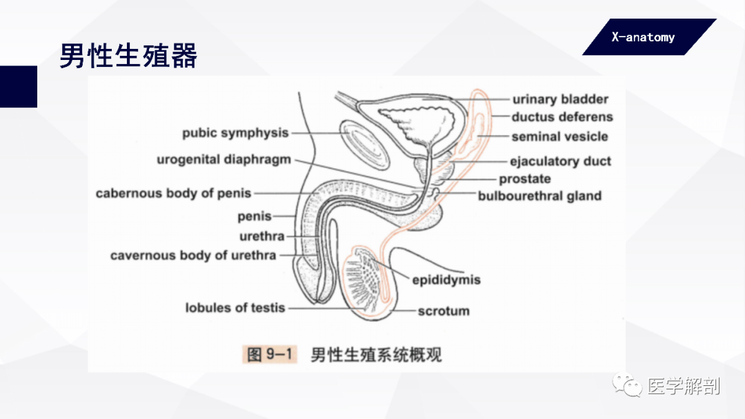 人体解剖学:男性生殖器 | 睾丸