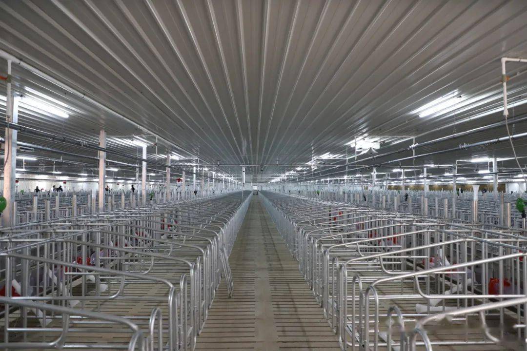 与传统养猪场不同的是,整个养猪场采用无焊接装配式