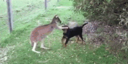 袋鼠和水獭与人类的共同爱好:撸狗