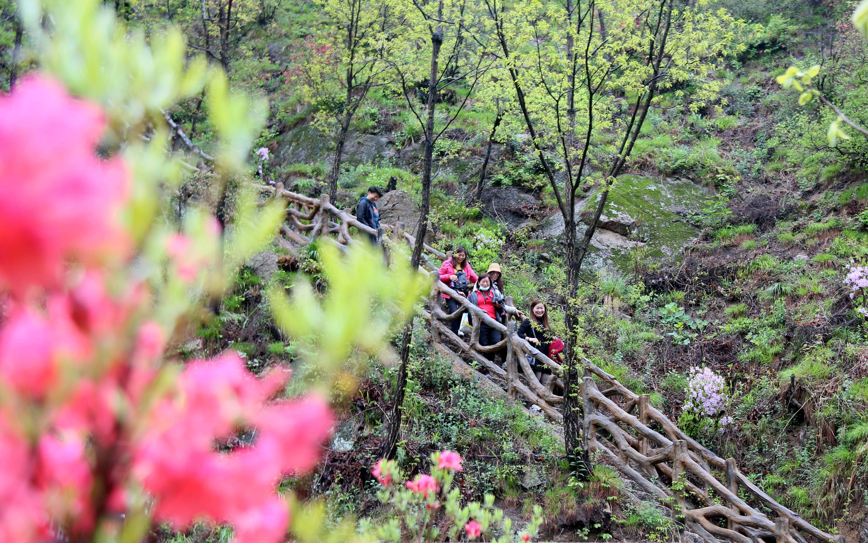 河南汝阳:杜鹃花开迎宾客