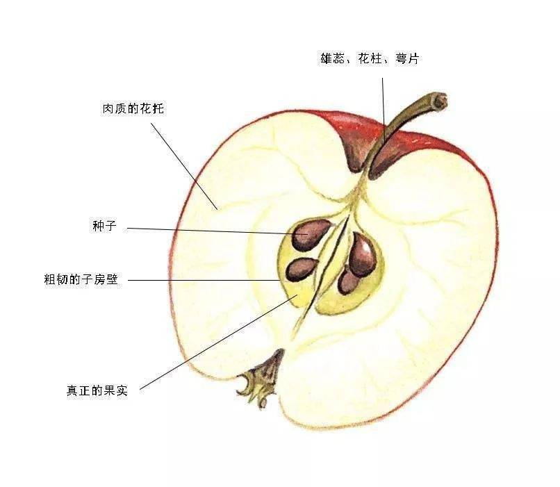 苹果树花后追肥80%的人都不知道的门道!