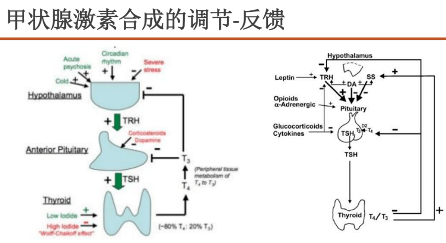 图1. 甲状腺激素合成的调节与反馈