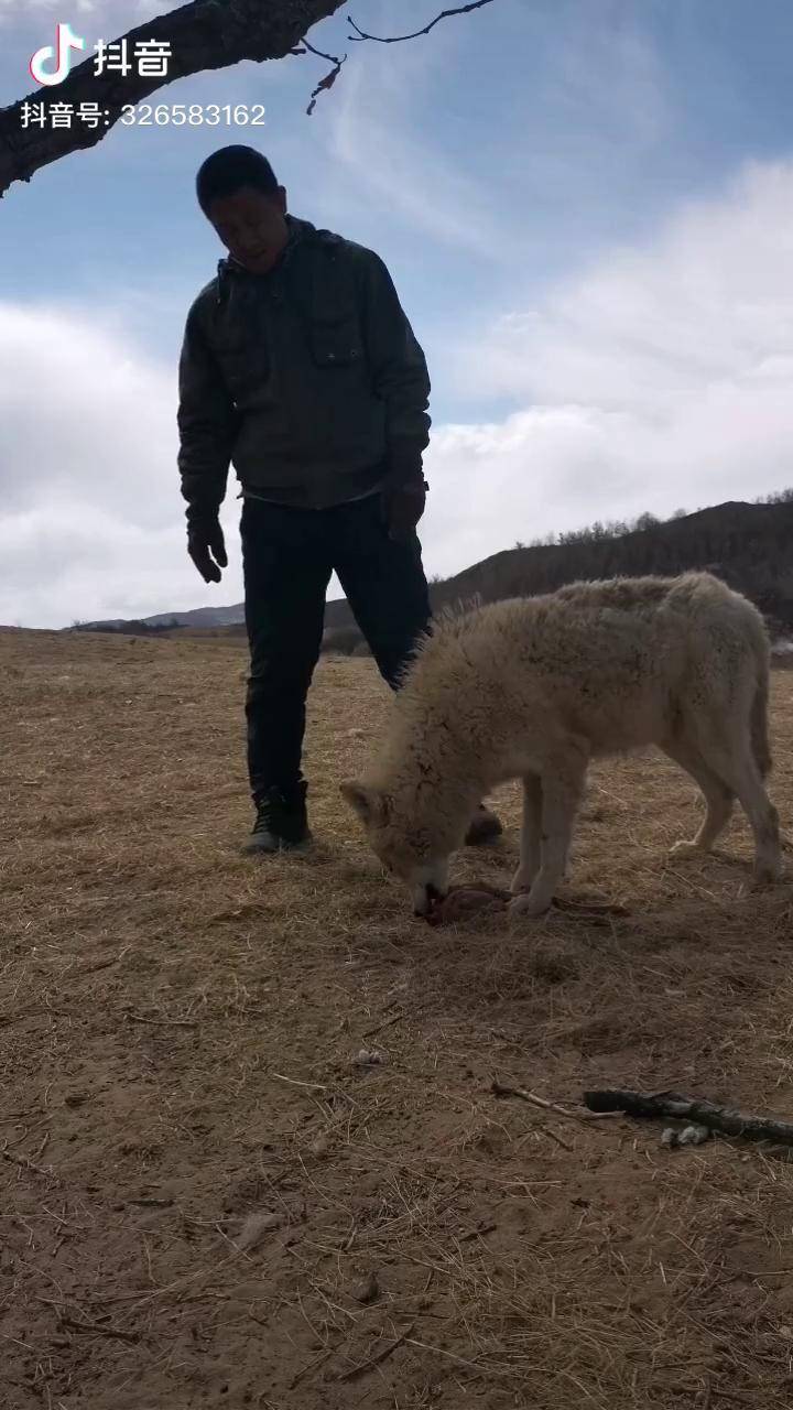 狼哥的狼狼嘴夺肉