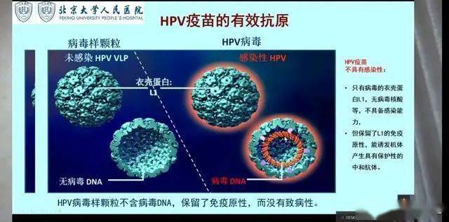 中国大多女性,在初次性体验后2.6月时就能发现hpv感染