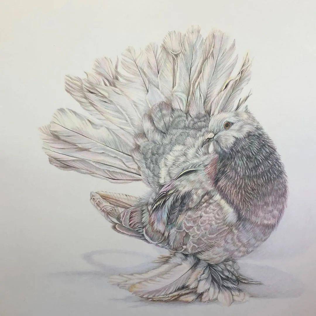 彩铅手绘入门动物鸟类超写实彩铅画彩铅动物画超真实