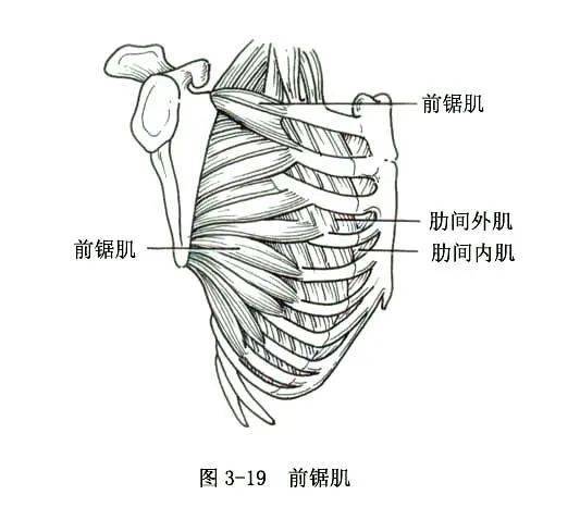 系统解剖线条绘图——骨骼肌