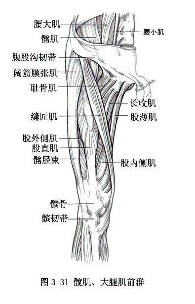 系统解剖线条绘图骨骼肌