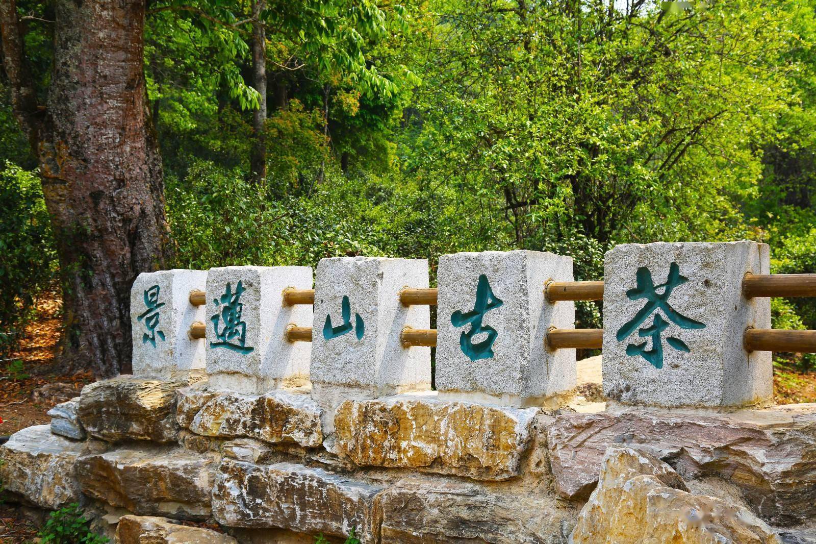 云南普洱景迈山古茶林:千年文化遗产品出乡村新发展