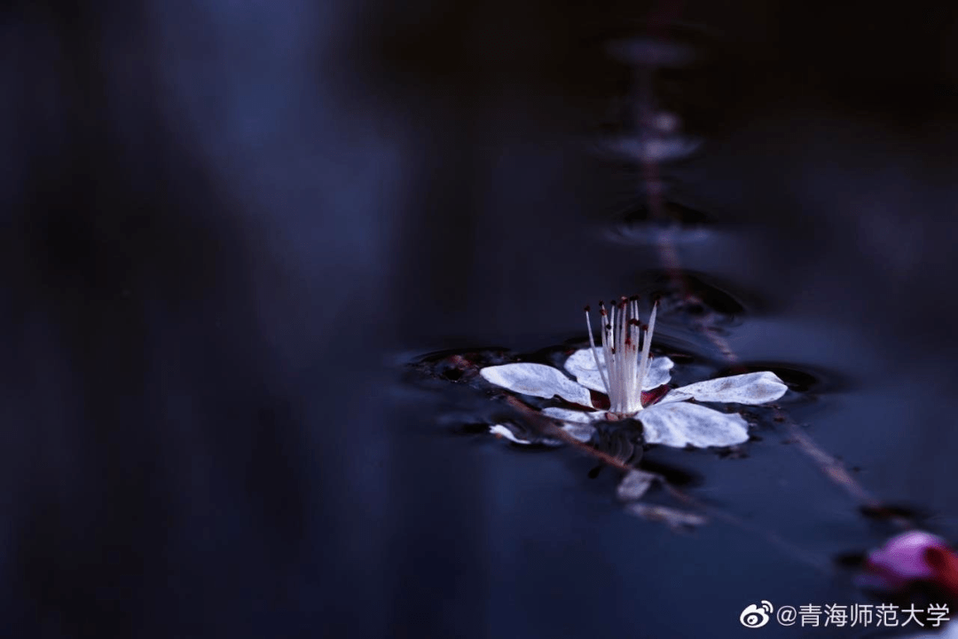 在这春风荡漾的时分,才能正真能理解人望山,鱼窥荷,真正喜欢想要的,没