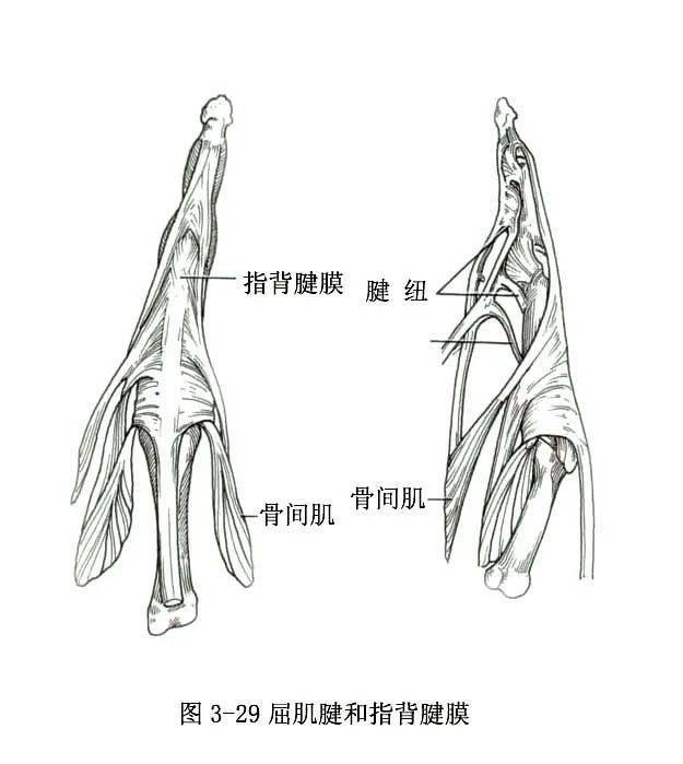 系统解剖线条绘图——骨骼肌