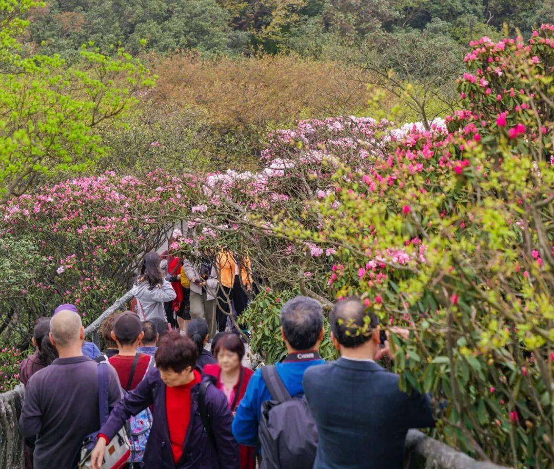 五一迎来金佛山杜鹃花最佳观赏期!最佳赏花点:世界野生古杜鹃公园