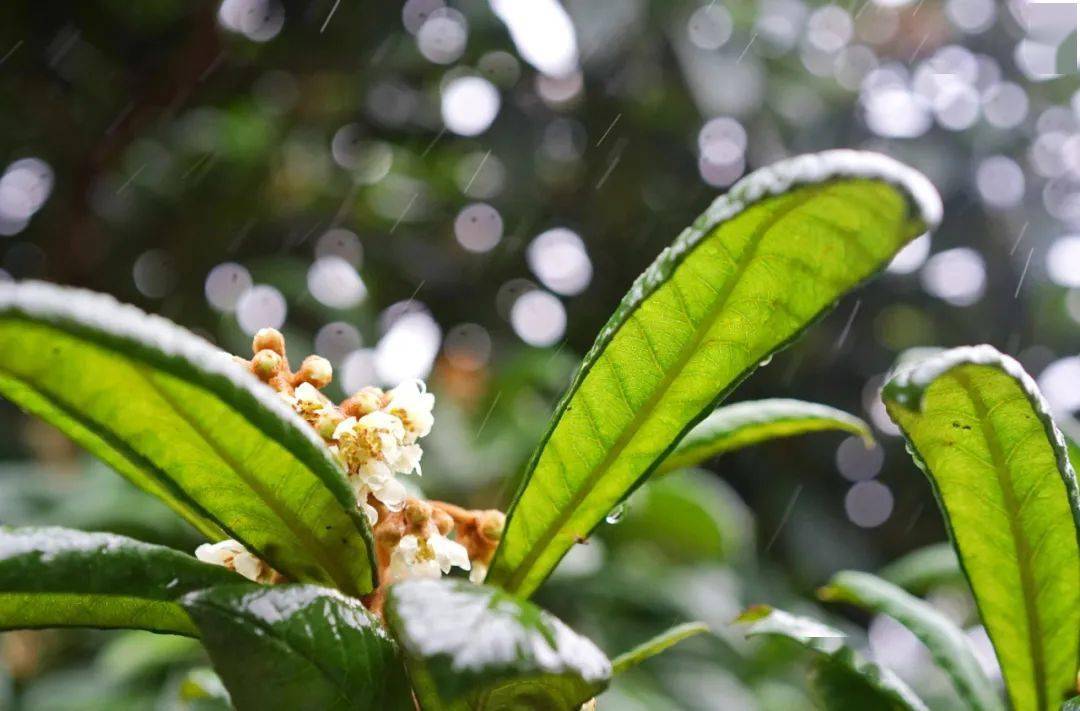 雨中的树山