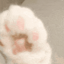 沙雕猫表情包猫咪jiojio表情包
