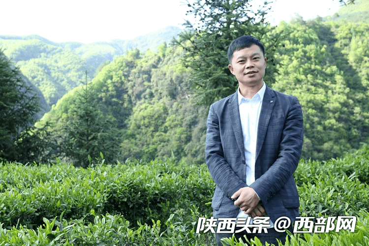 王森拍摄短视频推介镇巴毛尖