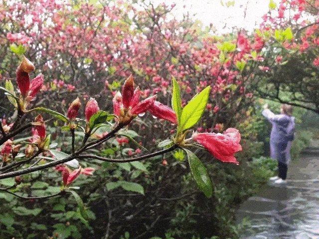 层层叠叠遍布整个山头 一团团,一簇簇红得似火 花开时节