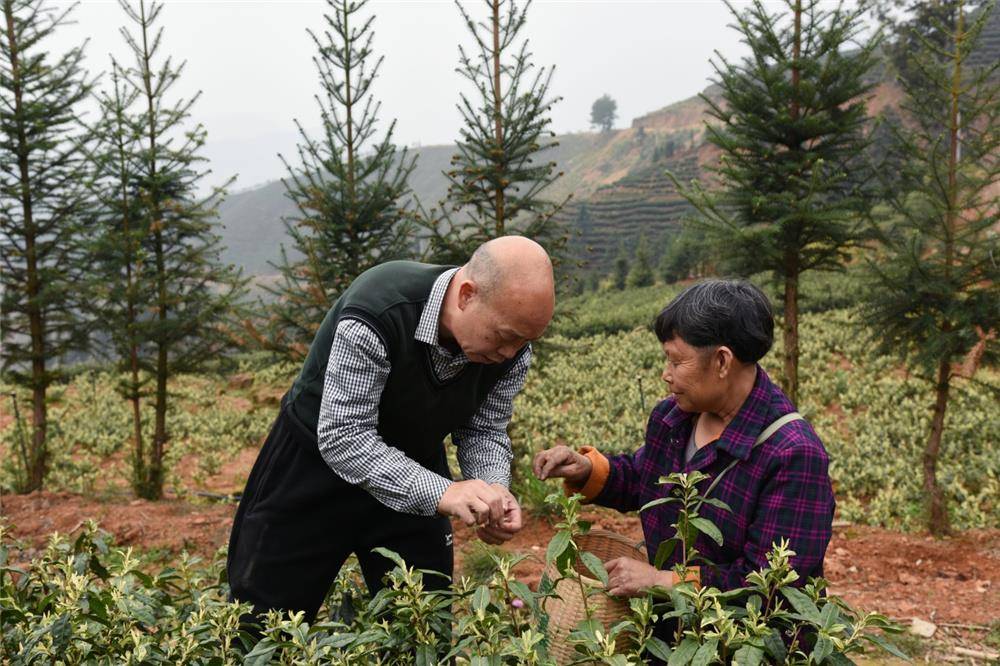 李端生:让瑶山苦茶成村民增收致富"金叶"