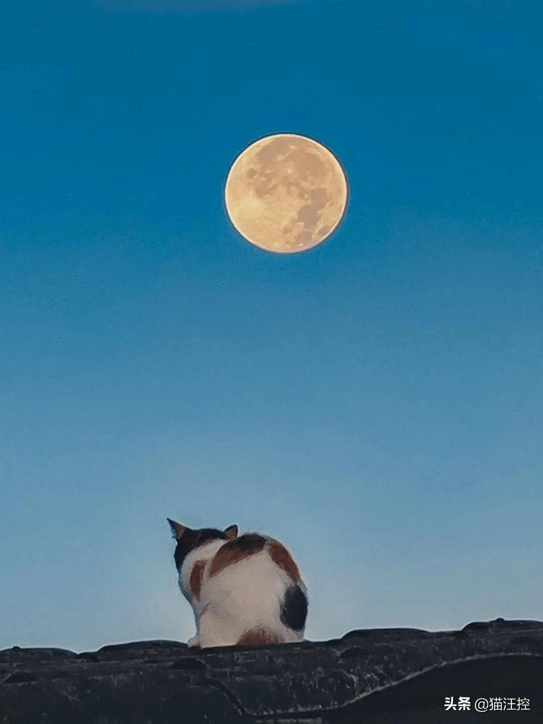 偶然在清晨拍到猫和月亮这一幕,网友看完觉得生活又美好了