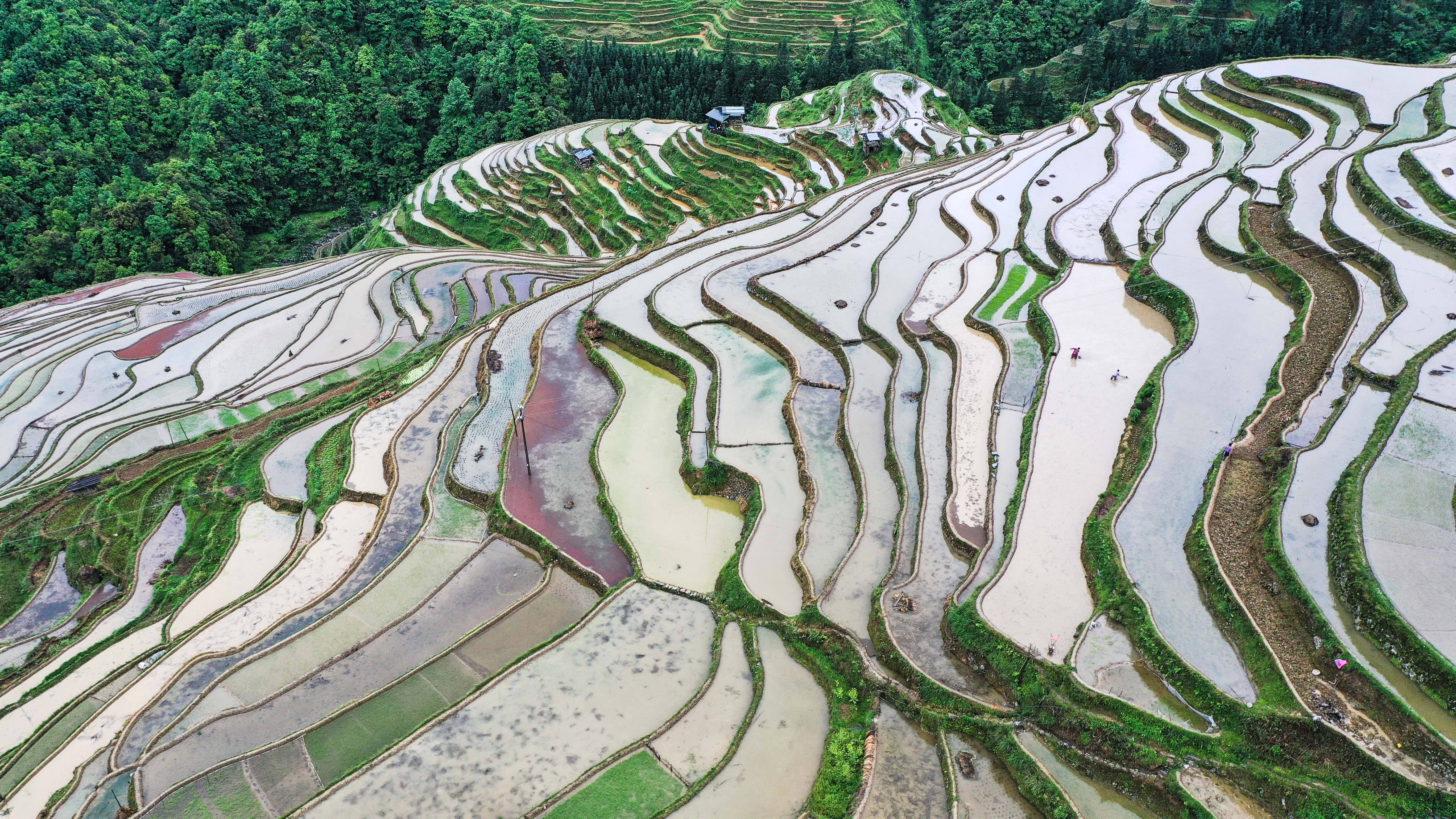 贵州从江:加榜梯田劳作忙