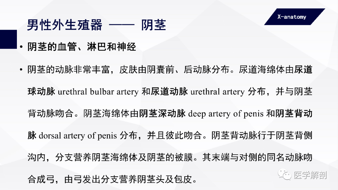 人体解剖学男性生殖器男性外生殖器二