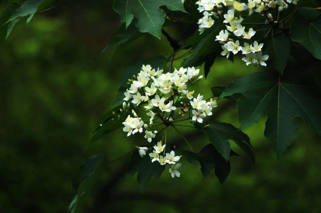 五月在莆田邂逅一场油桐花事