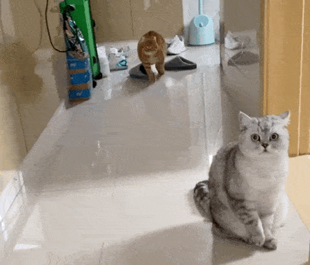 橘猫因走路姿势