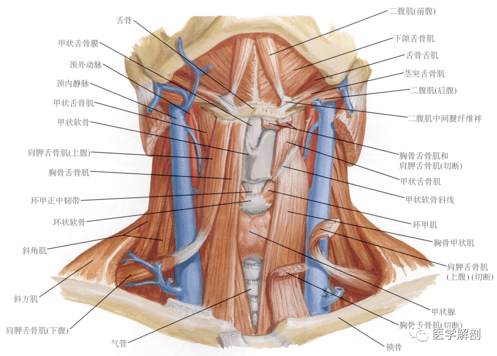 填图题 | 颈肌的解剖:前面观