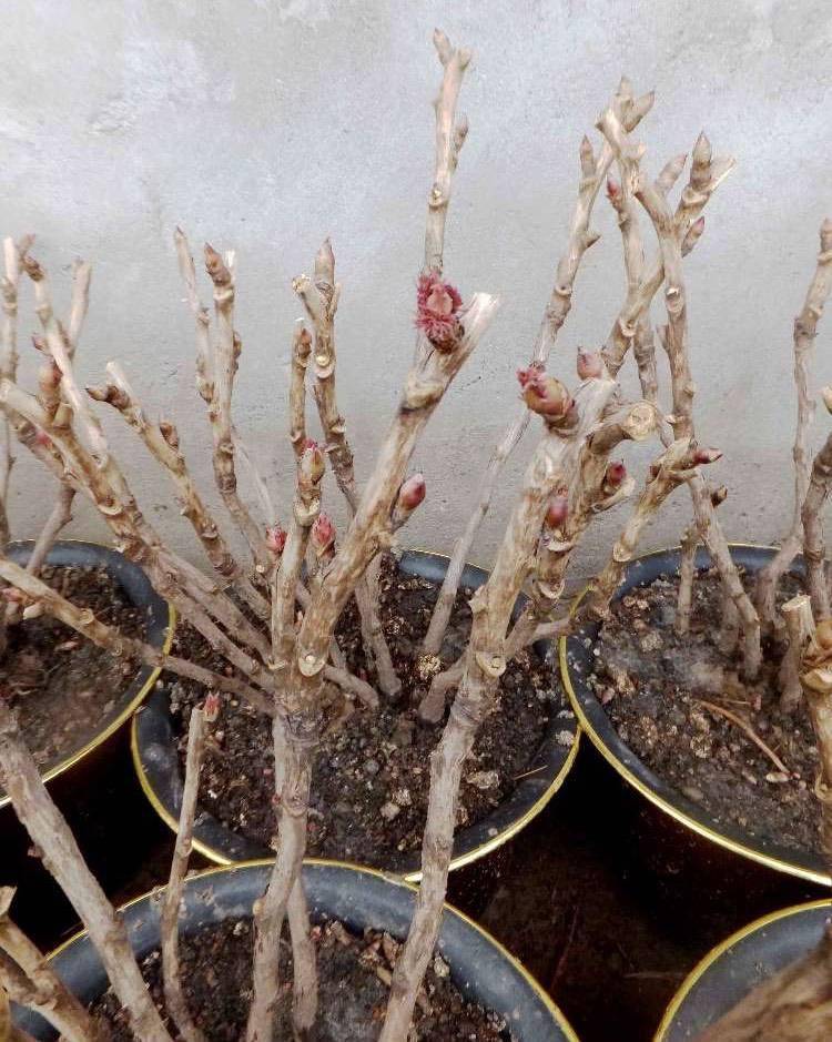 可以把牡丹花的根部晾晒一两天的时间,同时修剪一下过长的根系